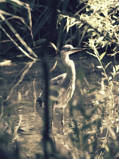 Photo:Heron on the River Wandle