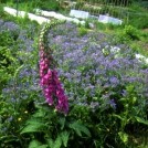 Photo:Allotment in Bloom