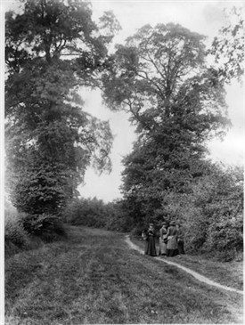 Photo:Berry pickers in Green Wrythe Lane circa 1910