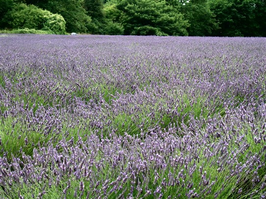 Photo:'Mayfield' Lavender Field (Aug 2010}